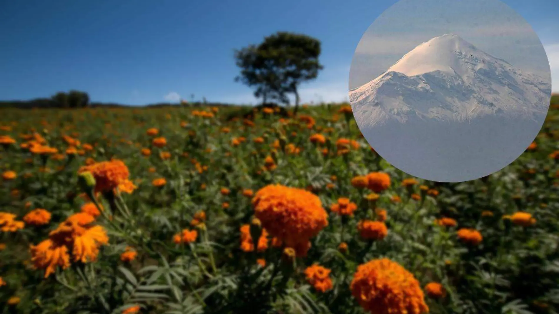 Pico de Orizaba y flores de cempasúchil